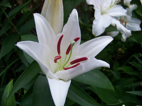 zapach lilii :) #lilie #ogrod #sierpien #kwiaty