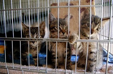 ... #koty #kociaki #kotki #kocięta #kocury #koteczki