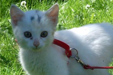 ... #koty #kociaki #kotki #kocięta #kocury #koteczki