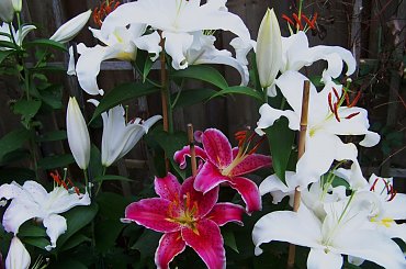 zapach lilii :) #lilie #ogrod #sierpien