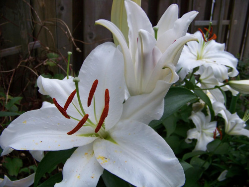 zapach lilii :) #lilie #ogrod #sierpien