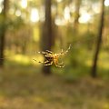 Pająk krzyżak #pająk #krzyżak #las #przyroda #natura #pajęczaki #flora