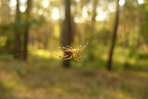 Pająk krzyżak #pająk #krzyżak #las #przyroda #natura #pajęczaki #flora