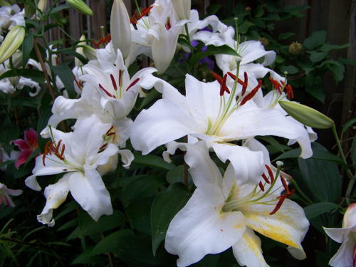 zapach lilii :)
kocham lilie a szczegolnie biale "Casablanka" #lilie #ogrod #sierpien