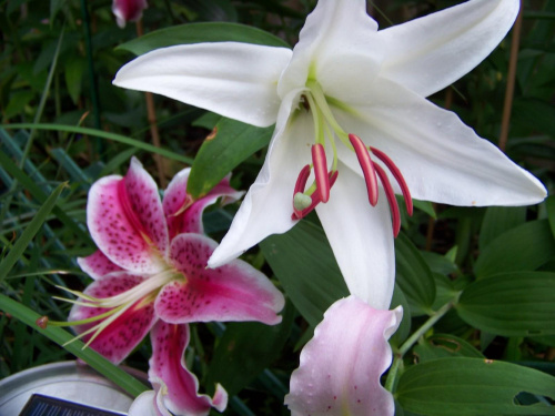 zapach lilii :) #lilie #ogrod #sierpien