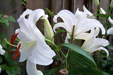 zapach lilii :) #lilie #ogrod #sierpien