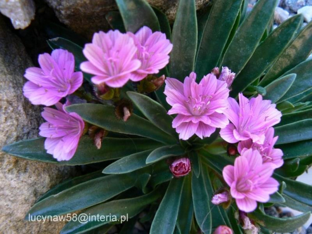 Lewisia Carousel