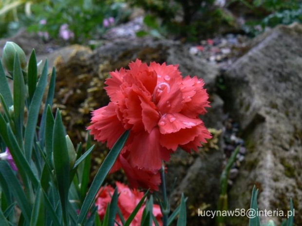 Dianthus