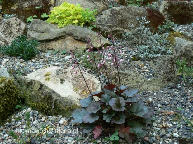 Heuchera Petite Pearl Fairy