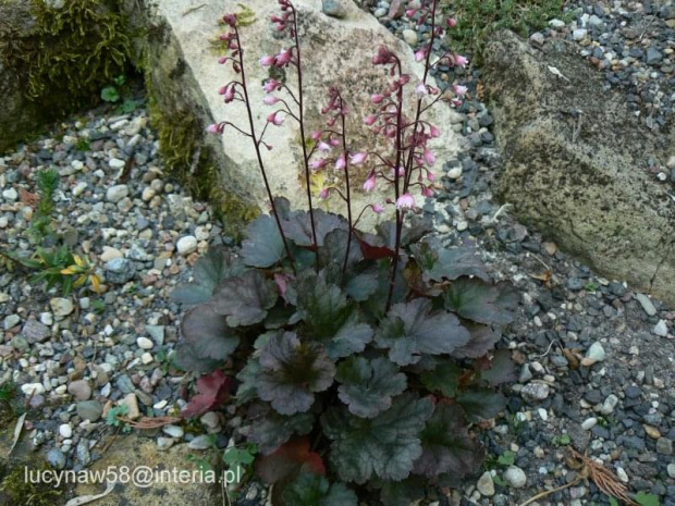 Heuchera Petite Pearl Fairy