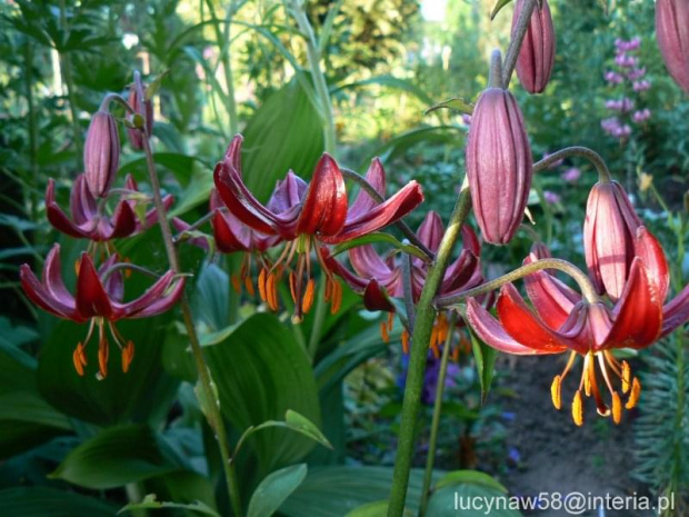 Lilium martagon