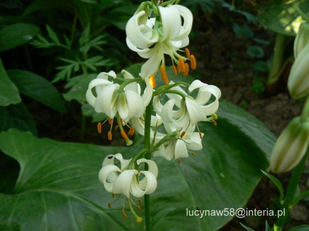 Lilium martagon Alba