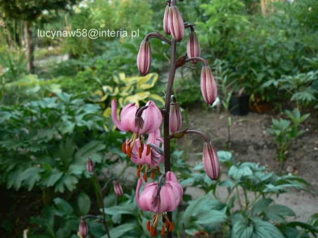 Lilium martagon