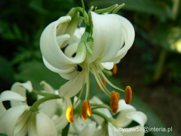 Lilium martagon Alba