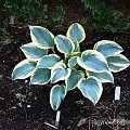 Hosta