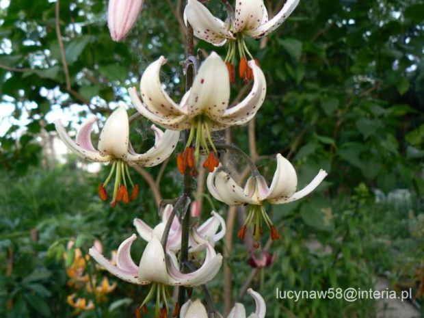 Lilium martagon