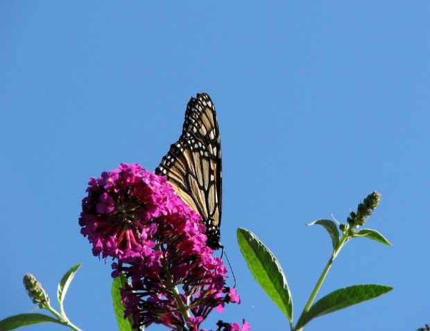 WEDRUJACY MONARCHA - Monarch (Danaus plexippus) #motyle