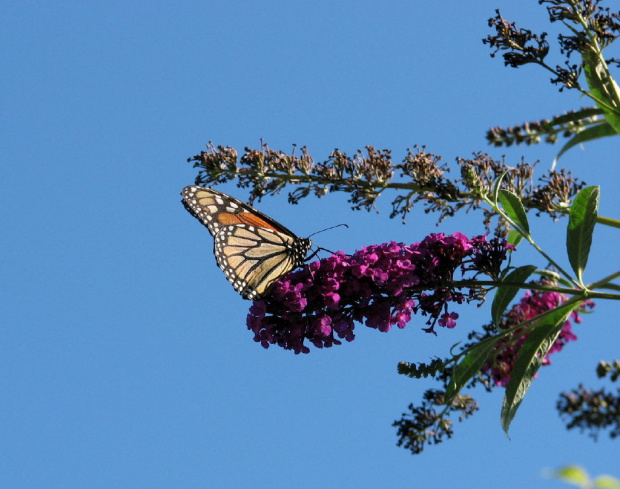 WEDRUJACY MONARCHA - Monarch (Danaus plexippus) #motyle