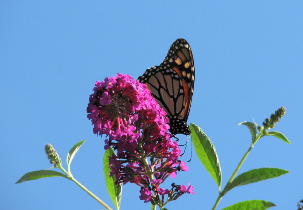 WEDRUJACY MONARCHA - Monarch (Danaus plexippus) #motyle