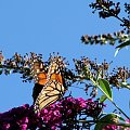 WEDRUJACY MONARCHA - Monarch (Danaus plexippus) #motyle