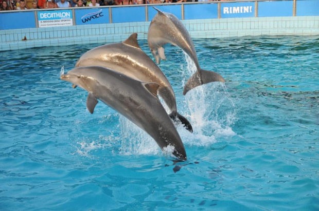 Pokaz delfinów w Delfinarium w Rimini. Treserka leży na wodzie, a trzy delfiny przeskakuja nad nią.