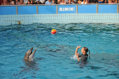 Pokaz delfinów w Delfinarium w Rimini. Treserka gra w piłkę z jednym z delfinów.