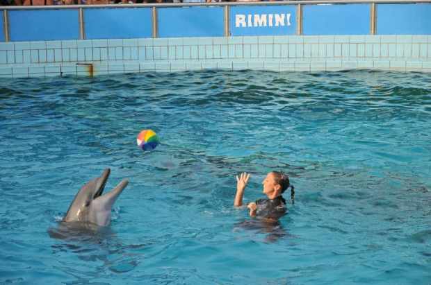 Pokaz delfinów w Delfinarium w Rimini. Treserka gra w piłkę z jednym z delfinów.