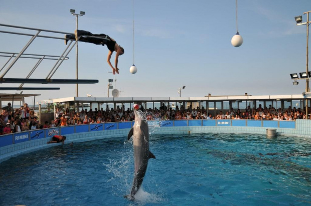 Pokaz delfinów w Delfinarium w Rimini. Delfin wyskoczył wysoko ponad wodę i chwycił piłkę z rąk treserki.