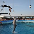 Pokaz delfinów w Delfinarium w Rimini. Delfin wyskoczył wysoko ponad wodę i chwycił piłkę z rąk treserki.