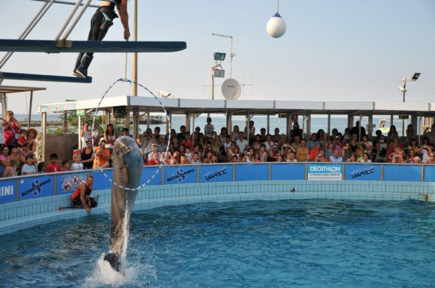 Pokaz delfinów w Delfinarium w Rimini. Delfin przeskoczył przez obręcz trzymaną przez treserkę.