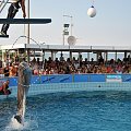 Pokaz delfinów w Delfinarium w Rimini. Delfin przeskoczył przez obręcz trzymaną przez treserkę.