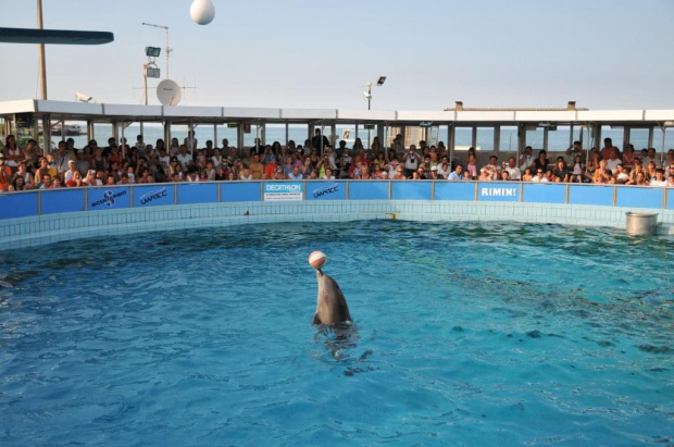 Pokaz delfinów w Delfinarium w Rimini. Delfin płynie balansujac z piłką na nosie.