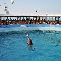 Pokaz delfinów w Delfinarium w Rimini. Delfin płynie balansujac z piłką na nosie.