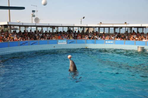 Pokaz delfinów w Delfinarium w Rimini. Delfin płynie balansujac z piłką na nosie.