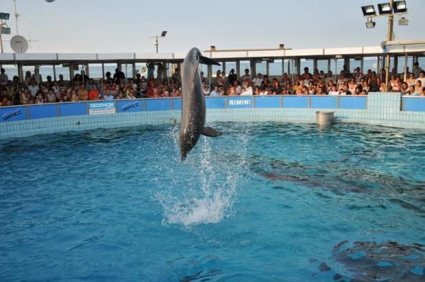 Pokaz delfinów w Delfinarium w Rimini. Salto delfina.