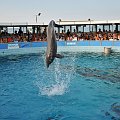 Pokaz delfinów w Delfinarium w Rimini. Salto delfina.