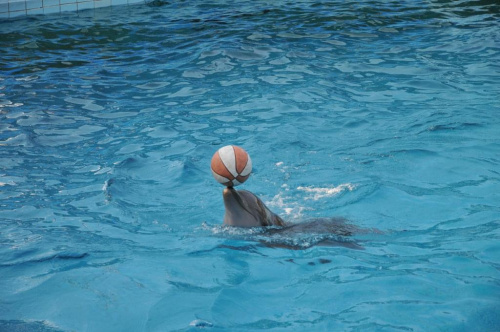 Pokaz delfinów w Delfinarium w Rimini. Delfin płynie balansujac z piłką na nosie.