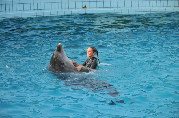 Pokaz delfinów w Delfinarium w Rimini. Treserka wskoczyla do wody i zaczęła taniec z delfinami.