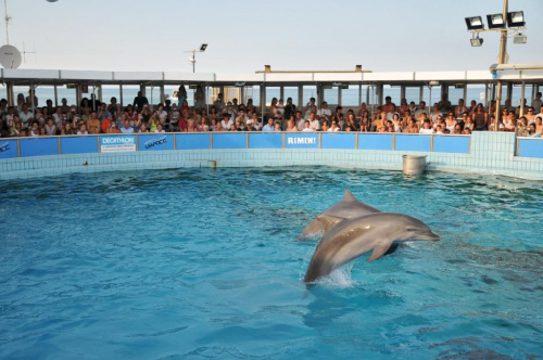 Pokaz delfinów w Delfinarium w Rimini. Treserka bawi się z delfinami.