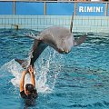 Pokaz delfinów w Delfinarium w Rimini. Treserka bawi się z delfinami.