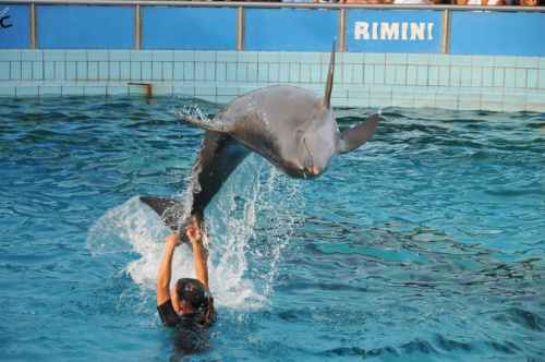 Pokaz delfinów w Delfinarium w Rimini. Treserka bawi się z delfinami.