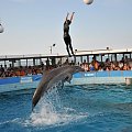 Pokaz delfinów w Delfinarium w Rimini. Treserka bawi się z delfinami. Delfin wyrzuca ją nad wodę.