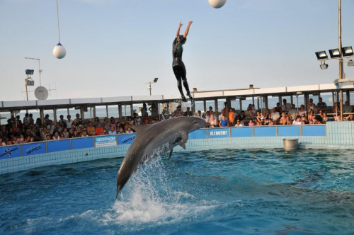 Pokaz delfinów w Delfinarium w Rimini. Treserka bawi się z delfinami. Delfin wyrzuca ją nad wodę.