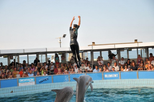 Pokaz delfinów w Delfinarium w Rimini. Treserka bawi się z delfinami.