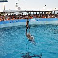 Pokaz delfinów w Delfinarium w Rimini. Treserka bawi się z delfinami.