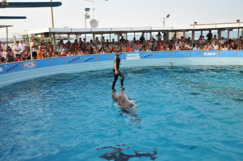 Pokaz delfinów w Delfinarium w Rimini. Treserka bawi się z delfinami.