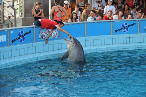 Pokaz delfinów w Delfinarium w Rimini. Na początku karmienie i głaskanie.