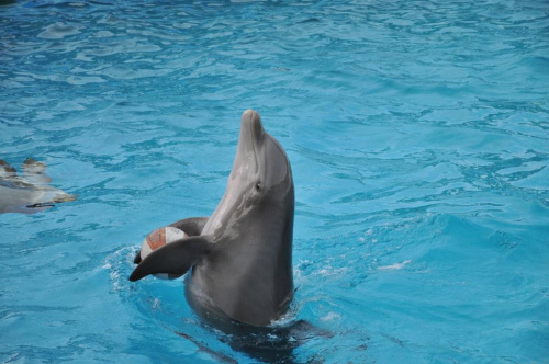 Pokaz delfinów w Delfinarium w Rimini. Delfin płynie trzymając piłkę między płetwami.