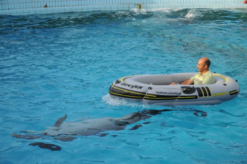 Pokaz delfinów w Delfinarium w Rimini. Jeden ochotnik z widowni wsiadł do pontonu, a delfin ciągnął ponton na lince wokół basenu.