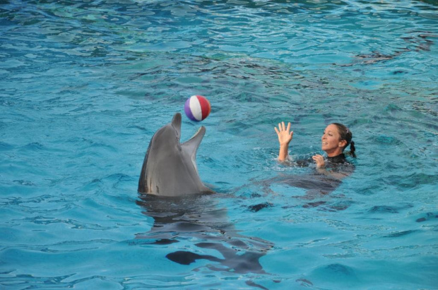 Pokaz delfinów w Delfinarium w Rimini. Treserka gra w piłkę z jednym z delfinów.